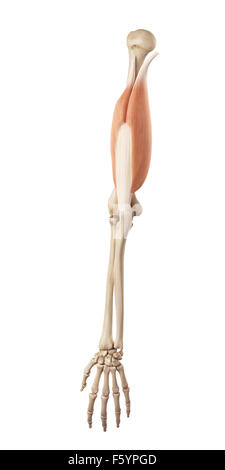 medical accurate illustration of the triceps Stock Photo