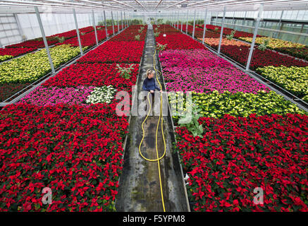 Manschnow, Germany. 10th Nov, 2015. Gardener Jeannette Rohde of the Fontana horticulture GmbH works in a greenhouse between poinsettias in Manschnow, Germany, 10 November 2015. About 23,000 of the ornamental plants which are popular around Christmas time grow in the company's greenhouse. An average of 40 million plants are sold in Germany per season. Photo: Patrick Pleul/dpa/Alamy Live News Stock Photo