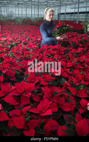 Manschnow, Germany. 10th Nov, 2015. Gardener Jeannette Rohde of the Fontana horticulture GmbH works in a greenhouse between poinsettias in Manschnow, Germany, 10 November 2015. About 23,000 of the ornamental plants which are popular around Christmas time grow in the company's greenhouse. An average of 40 million plants are sold in Germany per season. Photo: Patrick Pleul/dpa/Alamy Live News Stock Photo