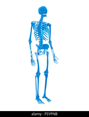 medically accurate illustration of the human skeleton Stock Photo