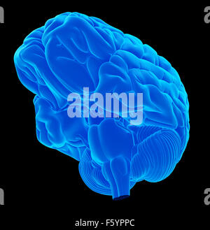 medically accurate illustration of the human brain Stock Photo