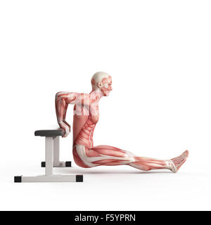 exercise illustration - bench dip Stock Photo
