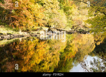 Autumnal colours in 'Strid Wood' (3), Bolton Abbey, Yorkshire Dales National Park, England, UK Stock Photo
