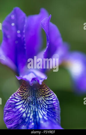 Close up of a blue Iris Sibirica flower with fine white veins on the falls. Stock Photo