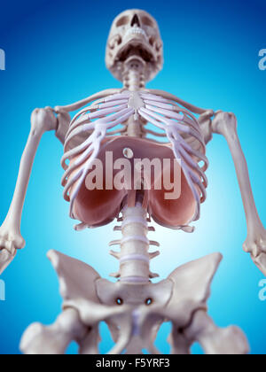 medically accurate illustration of the diaphragm Stock Photo