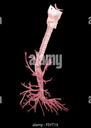 medically accurate illustration of the human bronchi Stock Photo