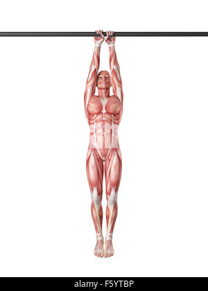 exercise illustration - close grip pull ups Stock Photo