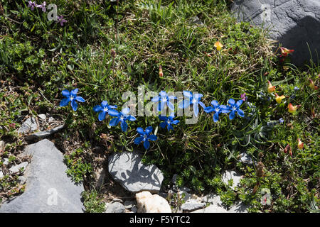 Gentiana verna, Spring Gentian, growing on Monte Perdido, Pyrenees, Spain. July. Stock Photo