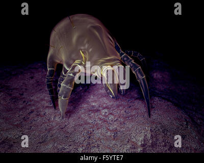 scientific illustration of a common dust mite Stock Photo - Alamy
