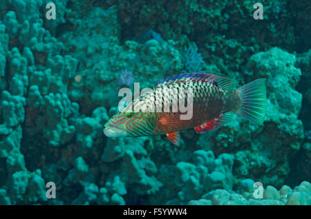 Bandcheek wrasse, Oxycheilinus digramma, swimming on coral reef, in the Red Sea at Hamata, Egypt Stock Photo