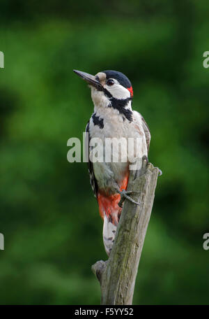 Male Great spotted woodpecker; Dendrocopos major, perched on branch in garden in lancashire, UK Stock Photo
