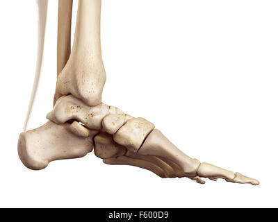 medical accurate illustration of the achilles tendon Stock Photo
