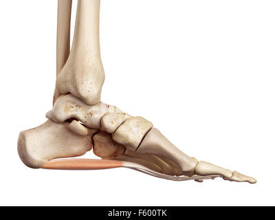 Medical Illustration of Flexor Digitorum Brevis Stock Photo - Alamy