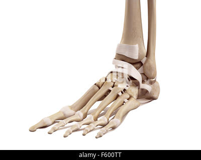 medical accurate illustration of the foot ligaments Stock Photo