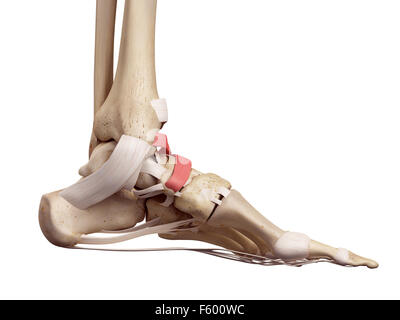 Human foot ligament (inferior extensor retinaculum) computer artwork ...