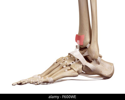 Human foot ligament (inferior extensor retinaculum) computer artwork ...