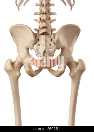 Illustration of the iliococcygeus muscle Stock Photo - Alamy