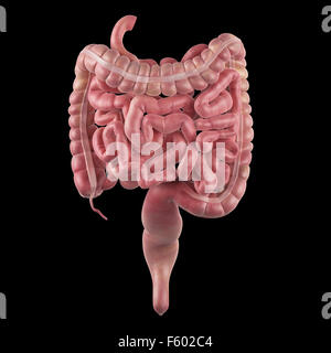 The intestines Stock Photo - Alamy