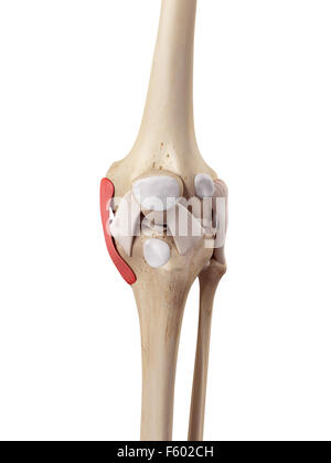 medical accurate illustration of the tibial collateral ligament Stock ...