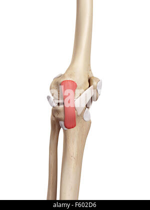 medical accurate illustration of the tibial collateral ligament Stock ...