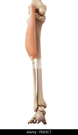 medical accurate illustration of the gastrocnemius Stock Photo - Alamy