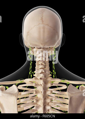 Medically Accurate Illustration Of The Cervical Lymph Nodes Stock Photo 