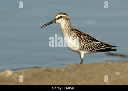 A Broad-billed Sandpiper (Limicola falcinellus) standing by the water Stock Photo