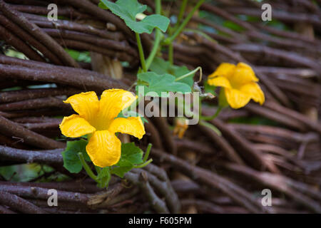 Yellow flower pumpkin on a wicker fence Stock Photo