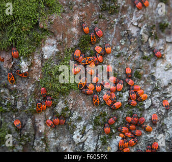 Family red bugs on the bark of a tree Stock Photo