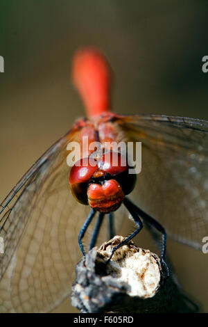 front of wild red yellow dragonfly on a wood branch in the bush Stock ...
