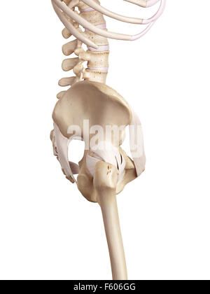 medical accurate illustration of the hip ligaments Stock Photo