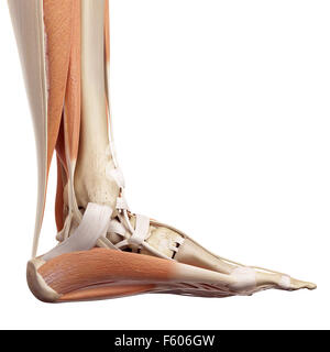 medical accurate illustration of the foot muscles Stock Photo