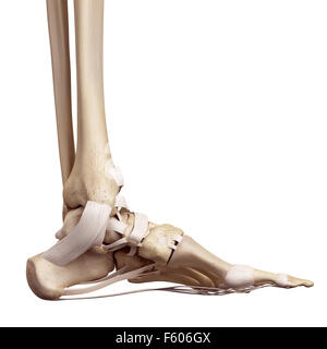 medical accurate illustration of the foot ligaments Stock Photo
