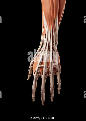 Medical accurate illustration hand muscles hi-res stock