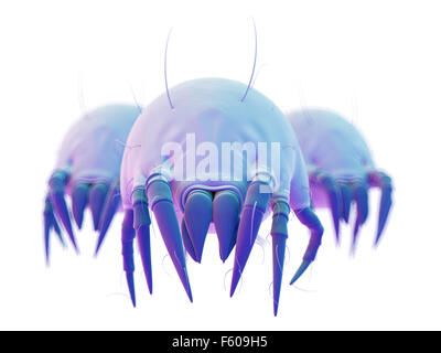 medically accurate illustration of some common dust mites Stock Photo