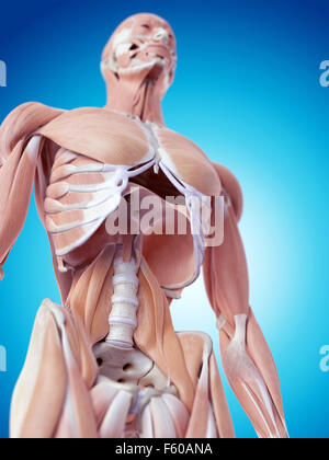 medically accurate illustration of the abdominal muscles Stock Photo