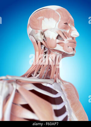 Anterior neck and facial muscles of the human head (with labels Stock