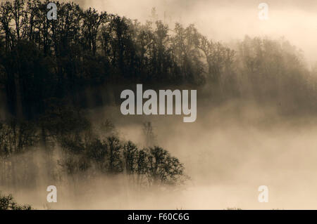 Willamette Valley fog from Mt Pisgah summit, Howard Buford County Park, Oregon Stock Photo