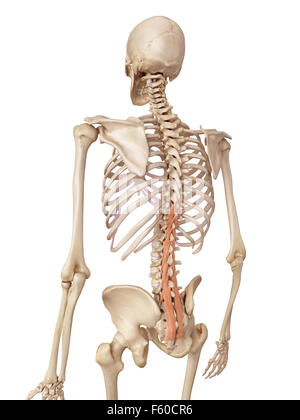 medical accurate illustration of the multifidus Stock Photo