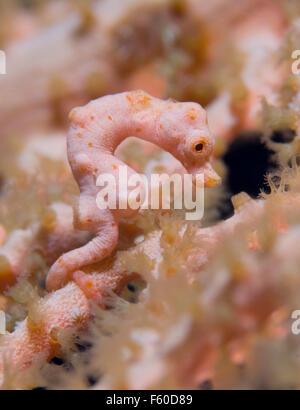 Denise's pygmy seahorse Stock Photo