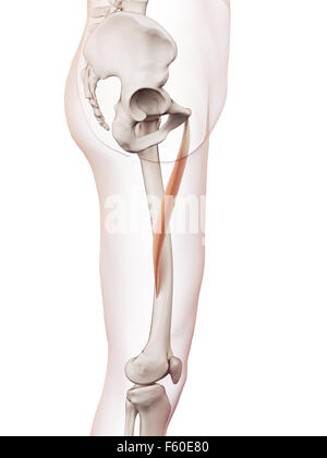 medically accurate muscle illustration of the adductor longus Stock Photo