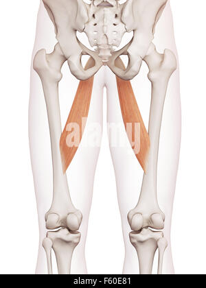 medically accurate muscle illustration of the adductor longus Stock Photo