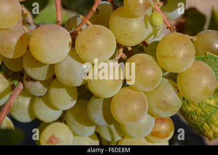 Muscat grapes ripening on the vine. Spain Stock Photo