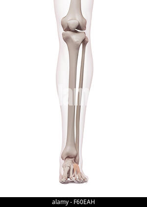 medically accurate muscle illustration of the extensor carpi ulnaris ...