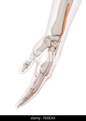 medical accurate illustration of the extensor indicis Stock Photo - Alamy