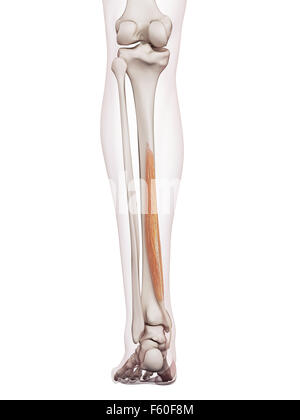 Illustration of the flexor digitorum longus muscle Stock Photo - Alamy