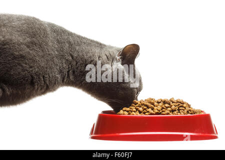 Gray cat eating from the bowl isolated on white Stock Photo