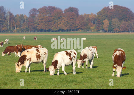 Red and white Holstein cows on farmland in Holland Stock Photo
