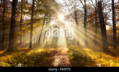 sunlight through the trees in a forest during Autumn Stock Photo