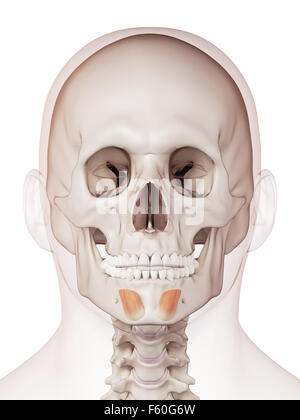 medically accurate muscle illustration of the mentalis Stock Photo